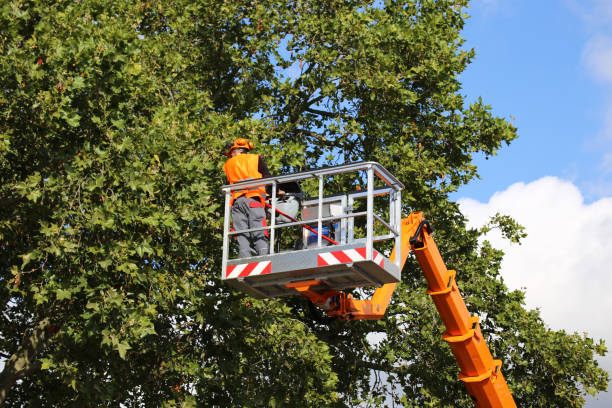 Best Tree Trimming Near Me  in Colfax, WA